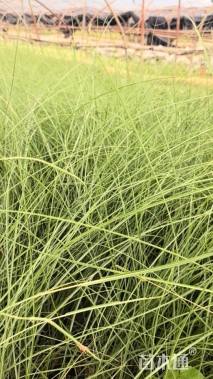 高度40厘米细叶芒
