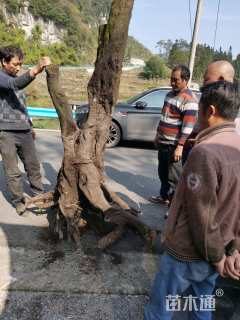 高度10厘米映山红