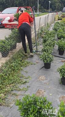 高度30厘米栀子花