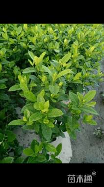 高度30厘米大叶栀子