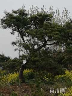 高度300厘米造型油松