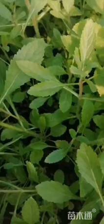 高度15厘米柳叶马鞭草