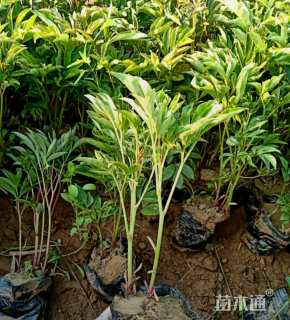 高度20厘米芍药