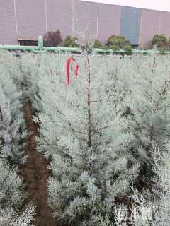 高度100厘米蓝冰柏