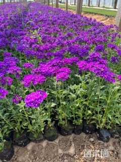 高度20厘米美女樱