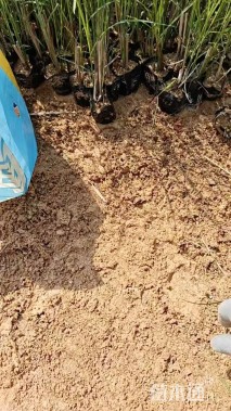 高度30厘米细叶芒