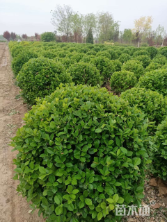冠幅80厘米小叶黄杨球