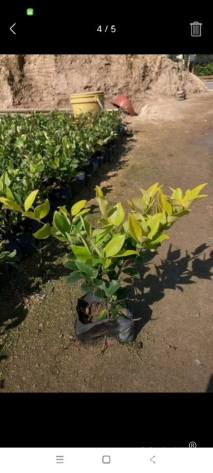 高度20厘米金森女贞