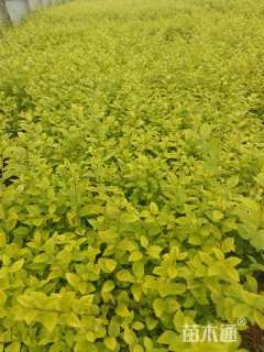 高度25厘米金叶女贞