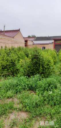 高度300厘米白皮松