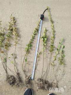 高度45厘米冬青卫矛