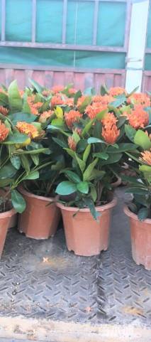 高度30厘米龙船花