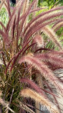 高度60厘米紫叶狼尾草