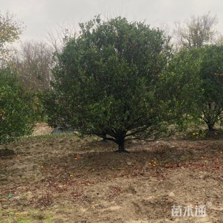 高度400厘米南丰蜜桔