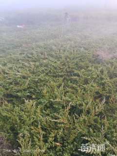 高度50厘米铺地柏