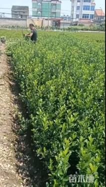 高度40厘米大叶黄杨