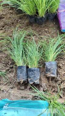 高度25厘米青绿苔草