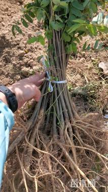 高度40厘米紫穗槐