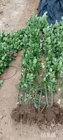 高度150厘米北海道黄杨