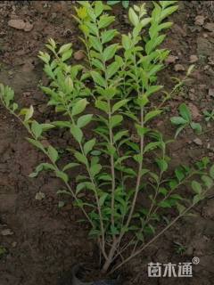 高度41厘米金叶女贞小苗