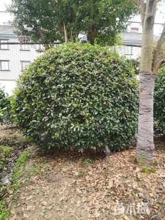 冠幅150厘米红叶石楠球