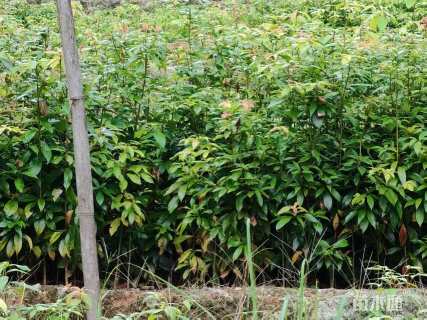 高度100厘米金丝楠木小苗