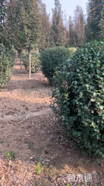 冠幅180厘米卫矛球