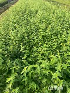 高度60厘米棣棠