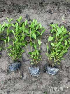 高度40厘米大叶栀子