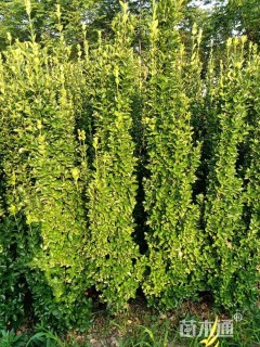 高度181厘米北海道黄杨