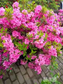 冠幅100厘米杜鹃球