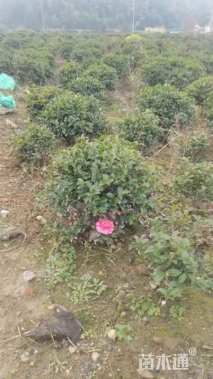 高度200厘米茶梅