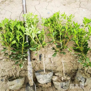 高度25厘米海桐