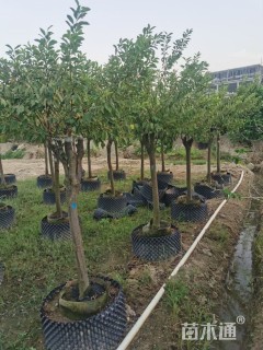 高度200厘米李子树