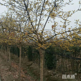 高度300厘米蜡梅