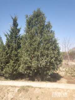 高度200厘米侧柏