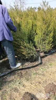 高度100厘米蜀桧