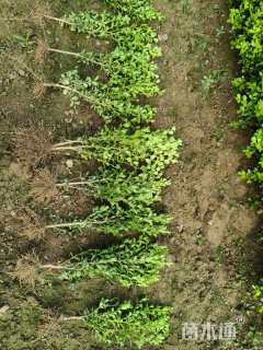 高度40厘米小叶黄杨