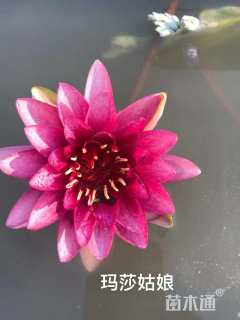 高度15厘米睡莲