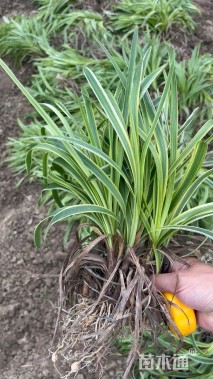 高度20厘米金边麦冬