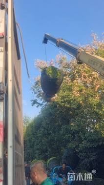 冠幅130厘米小叶黄杨球