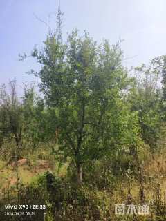 高度300厘米石榴