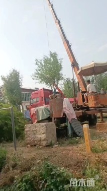 高度700厘米丛生元宝枫