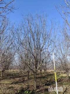 20公分绚丽海棠