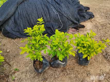 高度20厘米金叶假连翘