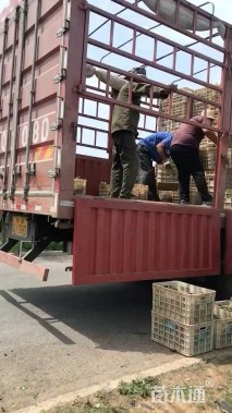 高度20厘米半枝莲