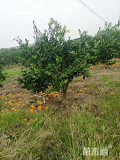高度160厘米柑橘