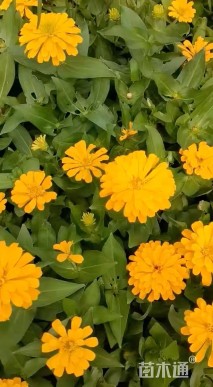 高度25厘米百日草