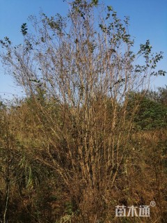 高度450厘米丛生紫薇