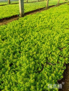 高度10厘米金叶佛甲草